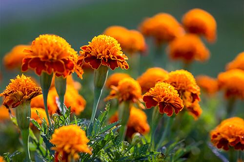 kaw valley easy to grow flowers orange marigolds.jpg