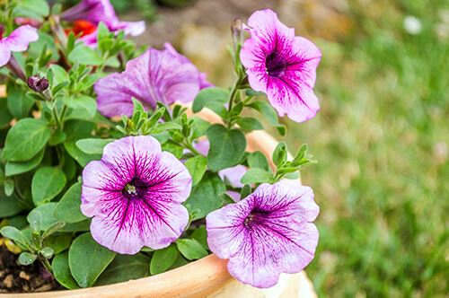 kaw valley easy to grow flowers petunias pink.jpg