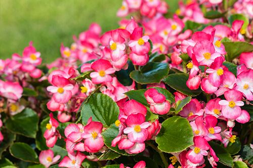 kaw valley easy to grow flowers pink wax begonia.jpg