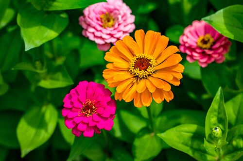 kaw valley easy to grow flowers orange pink zinnias.jpg