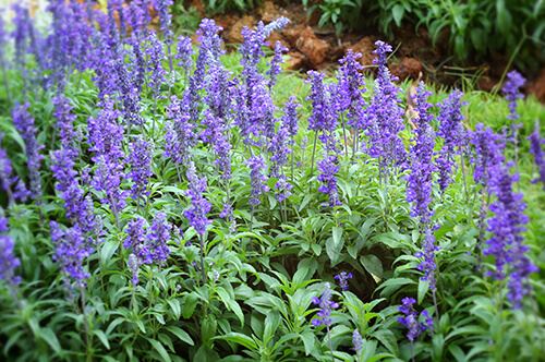 kaw valley easy to grow flowers salvia.jpg