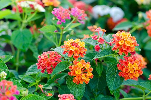 kaw valley easy to grow flowers orange red lantana.jpg