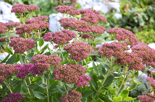 kaw valley perennials for year round interest red stonecrop.jpg