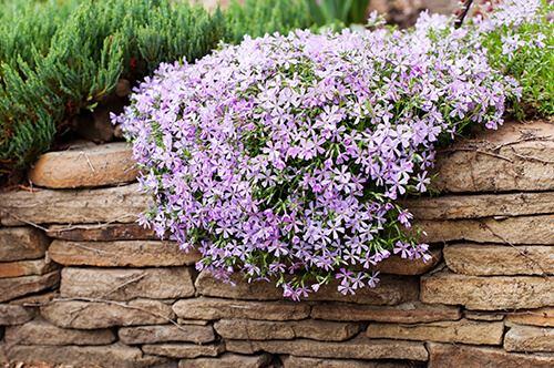 kaw valley perennials for year round interest creeping phlox cascading over wall.jpg