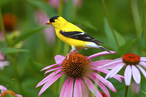 kaw valley perennials for year round interest yellow bird purple coneflower.jpg