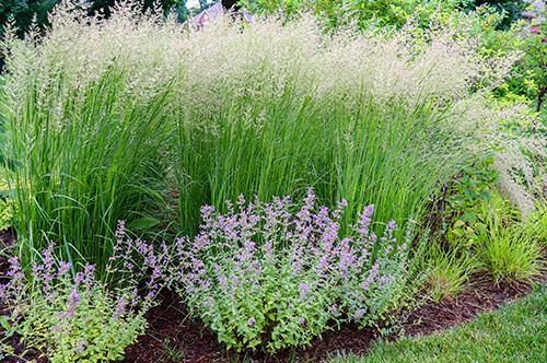 kaw valley perennials for year round interest ornamental grass.jpg