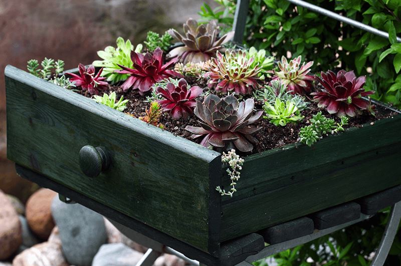 kaw valley creative ideas outdoor plant containers succulents in drawer.png