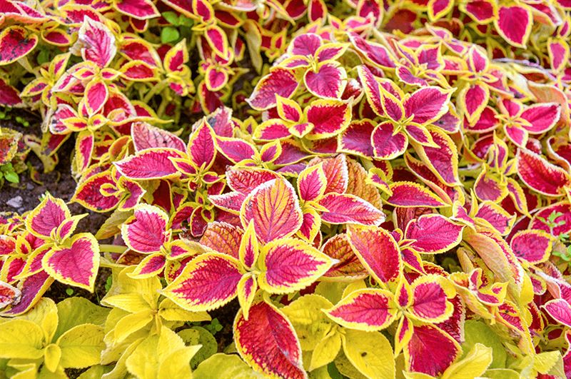 kaw valley creative ideas outdoor plant containers coleus foliage.png