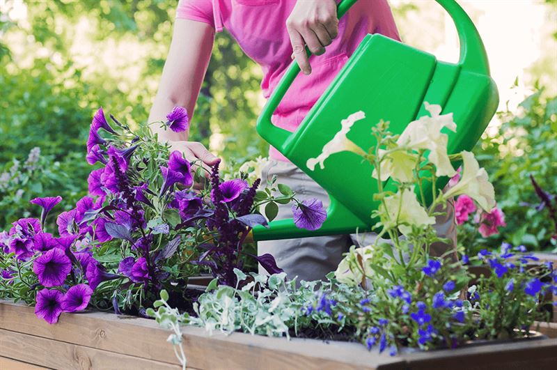 kaw valley greenhouses best container plants watering petunias in planter.png