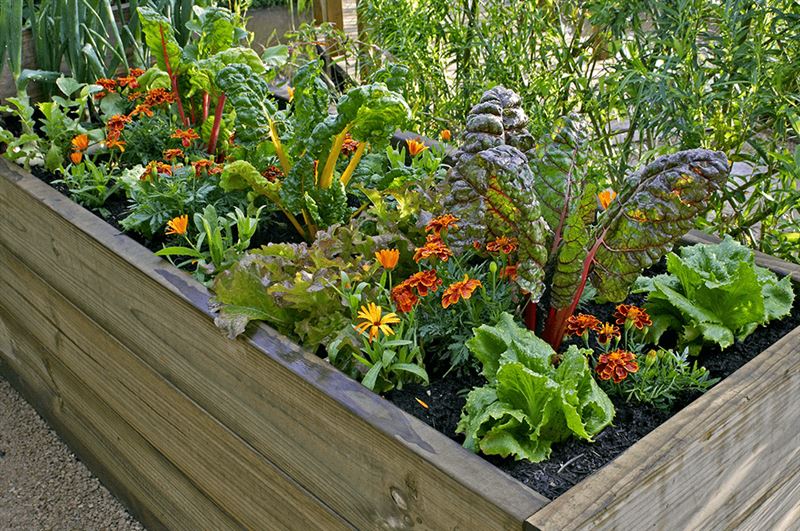 kaw valley greenhouses best container plants vegetable bed kale.png
