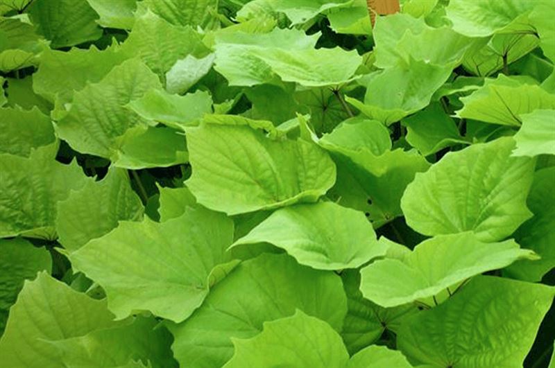 kaw valley grow a rainbow green sweet potato vine.png