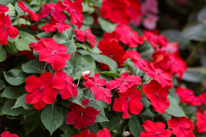 kaw valley grow a rainbow red impatiens.png