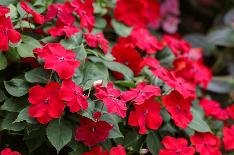 kaw valley grow a rainbow red impatiens.png