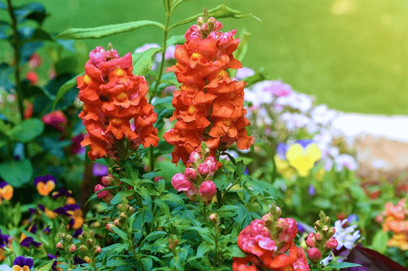kaw valley grow a rainbow orange snapdragons.png