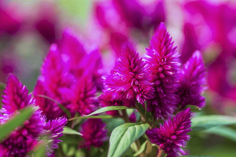 kaw valley grow a rainbow celosia purple.png