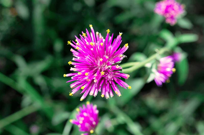 kaw valley grow a rainbow truffula pink.png