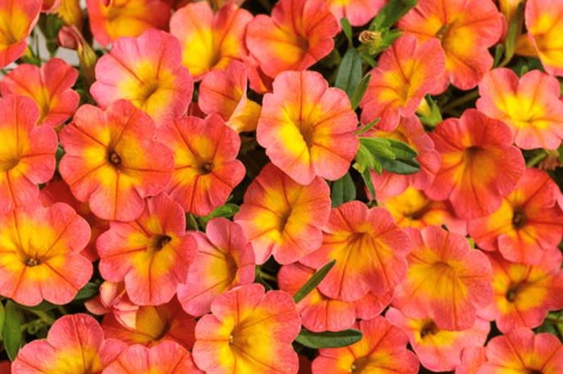 kaw valley exciting new annuals calibrachoa coral sun.png