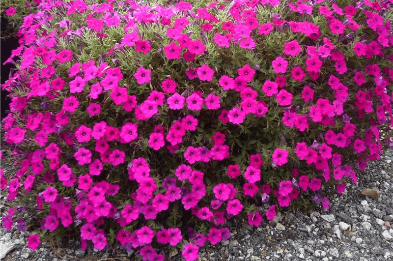 kaw valley exciting new annuals magenta petunia.png