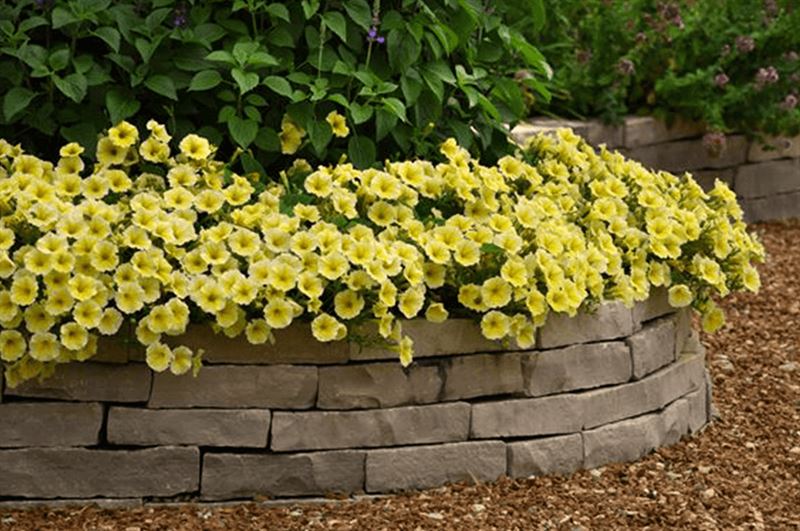 kaw valley exciting new annuals yellow petunia bees knees.png