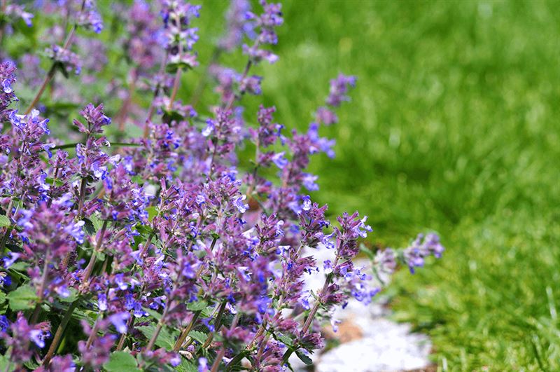 kaw valley scentsational garden catmint.png