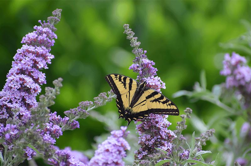 kaw valley scentsational garden dwarf butterfly bush.png