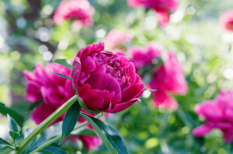 kaw valley scentsational garden peony.png
