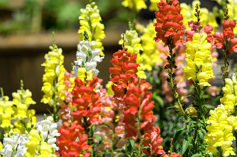 kaw valley greenhouse yellow orange snapdragons