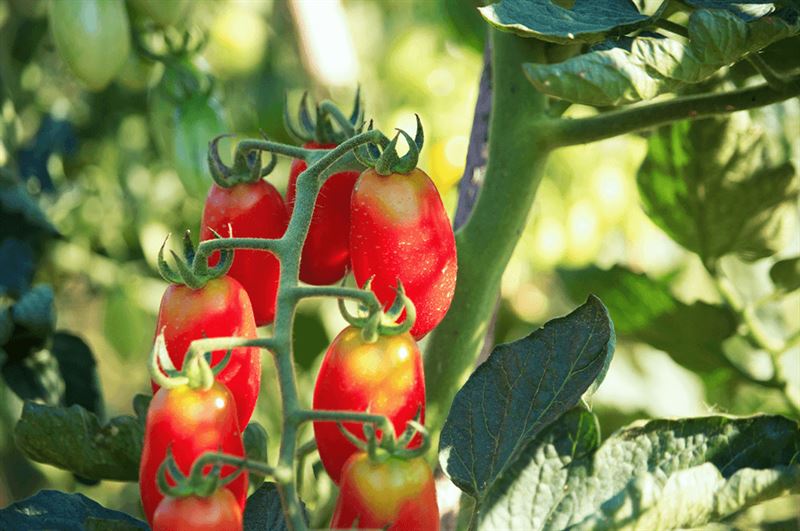 kaw valley greenhouse tomato pruning tomatoes on vine.png