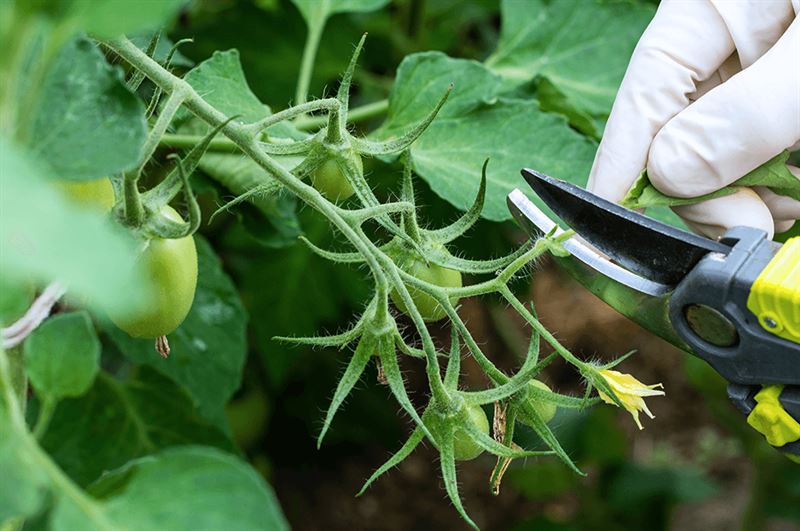 kaw valley greenhouse tomato pruning gloved hand sheers.png