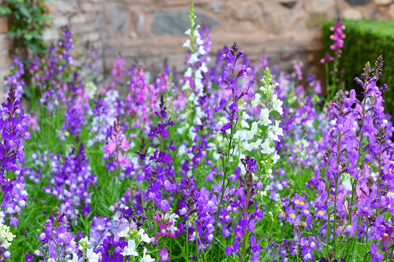 kaw valley greenhouse high impact flowers purple angelonia.png