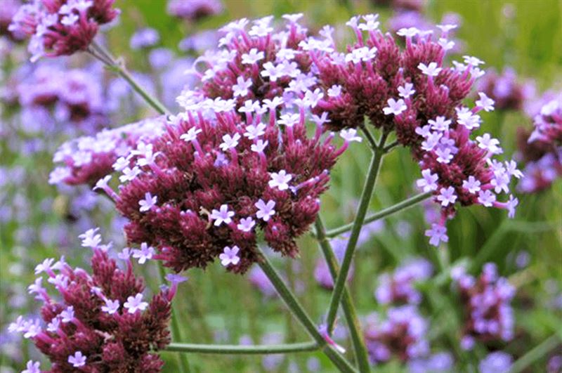 kaw valley greenhouse high impact flowers purple verbena.png