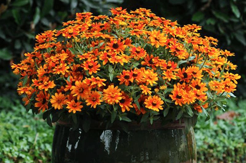 kaw valley greenhouse high impact flowers zinnias potted.png