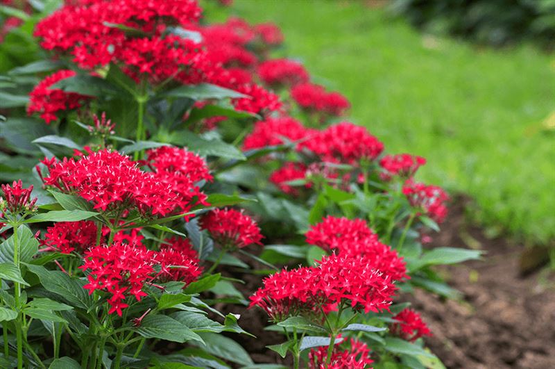 kaw valley greenhouse high impact flowers red pentas.png