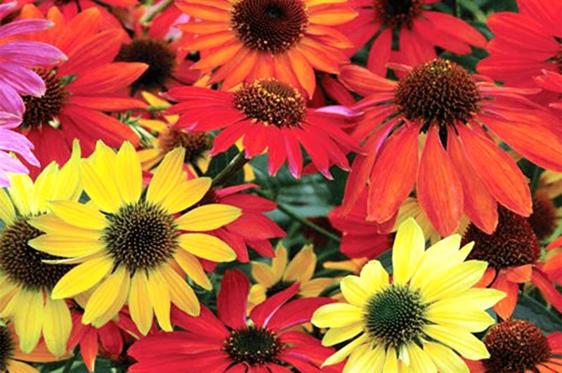 kaw valley greenhouse long lasting blooming perennials coneflowers echinacea.png