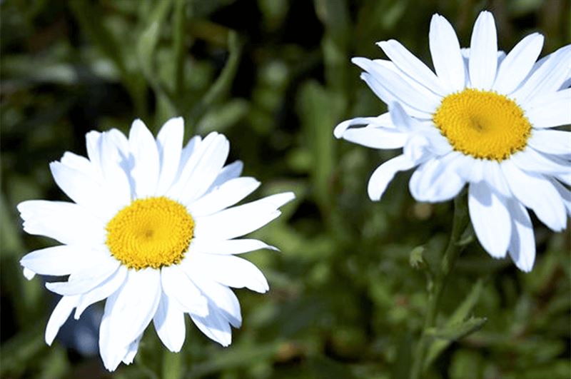 kaw valley greenhouse long lasting blooming perennials shasta daisies.png