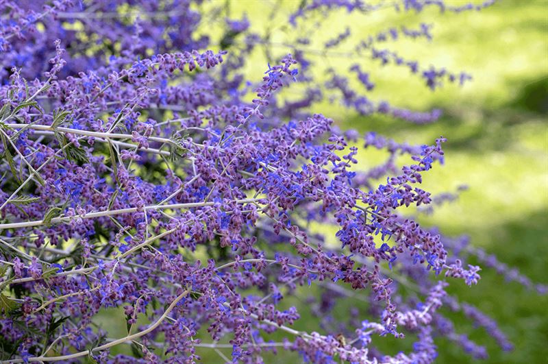 kaw valley greenhouse long lasting blooming perennials russian sage.png