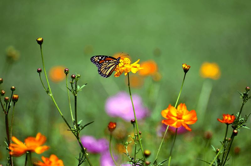 kaw valley greenhouse ecological gardening butterfly on wildflowers.png