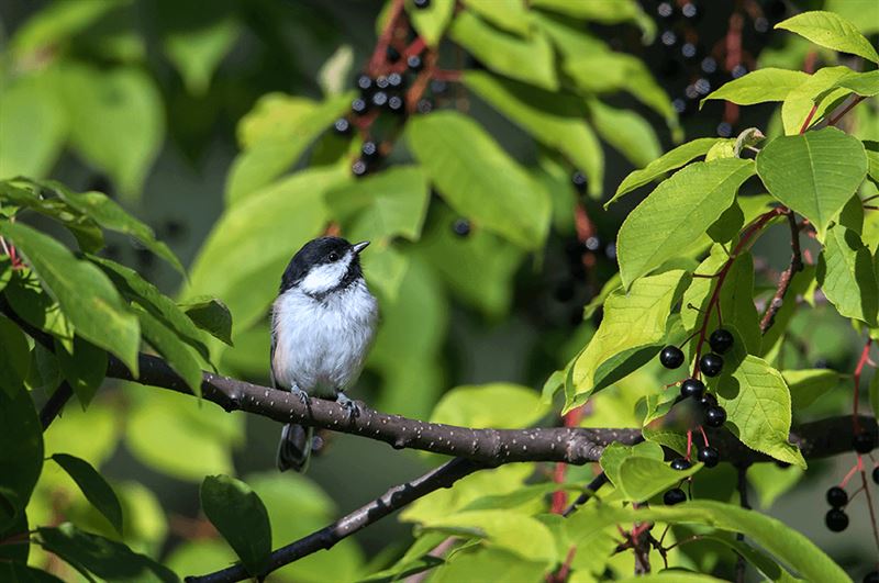 kaw valley greenhouse ecological gardening chickadee in  chokecherry tree.png