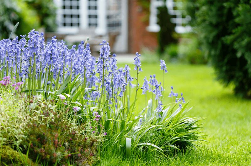 kaw valley greenhouse ecological gardening bluebell flowers in garden.png