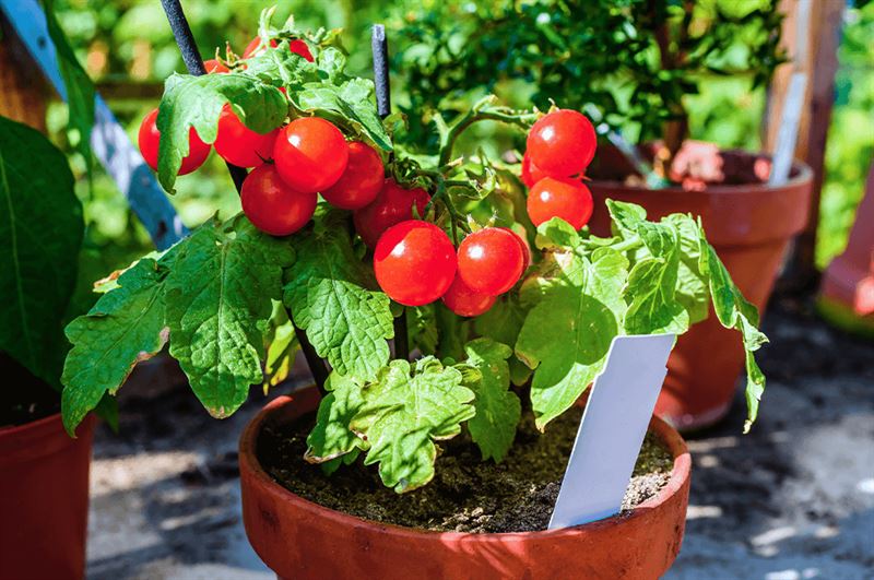 kaw valley greenhouse tomato pruning cherry tomatoes in pot.png