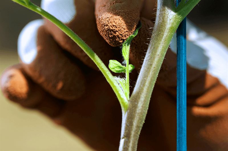 kaw valley greenhouse tomato pruning staked tomato plant.png