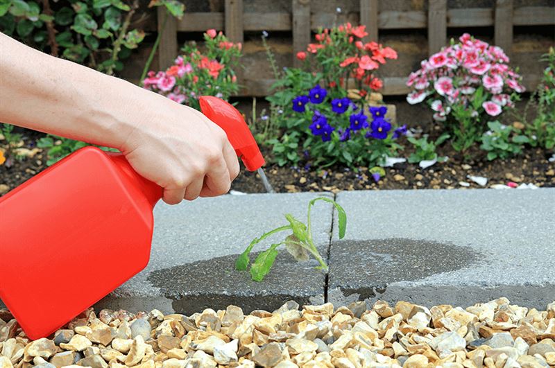 kaw valley greenhouse eco friendly pest weed control spraying weed on sidewalk.png