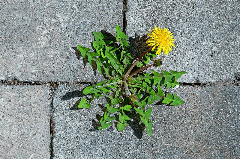 kaw valley greenhouse eco friendly pest weed control dandelions in sidewalk crack.png