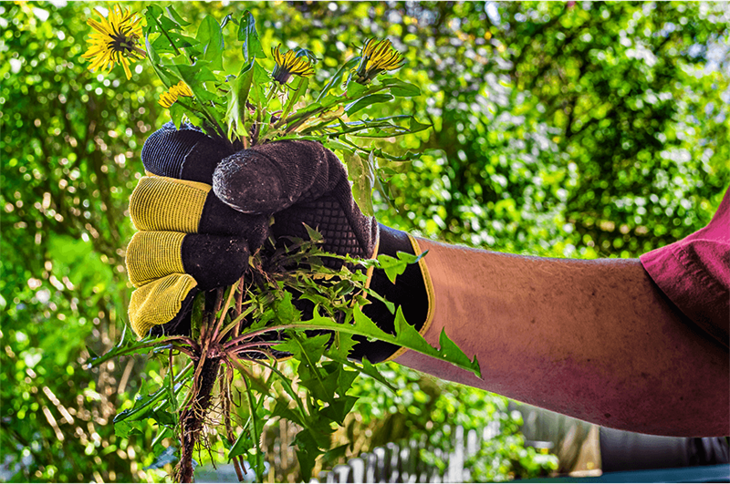 5 Natural Methods for EcoSafe Pest and Weed Control Blog