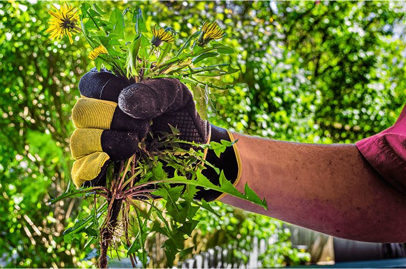 kaw valley greenhouse eco friendly pest weed control holding dandelions.png