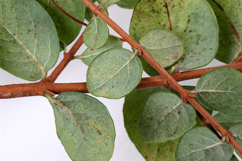 kaw valley greenhouse body image pest hiding spots leaves with insects.png