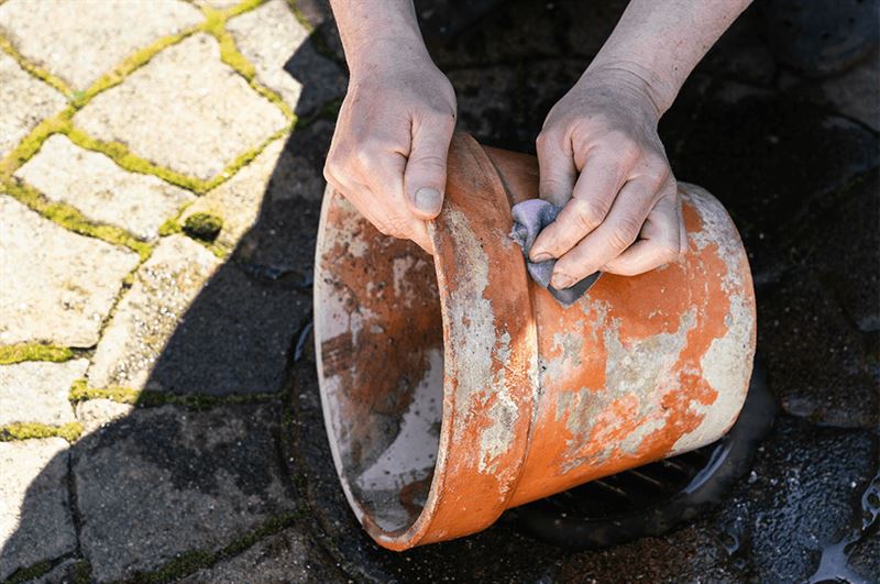 kaw valley greenhouse body image pest hiding spots washing dirty plant pottery.png