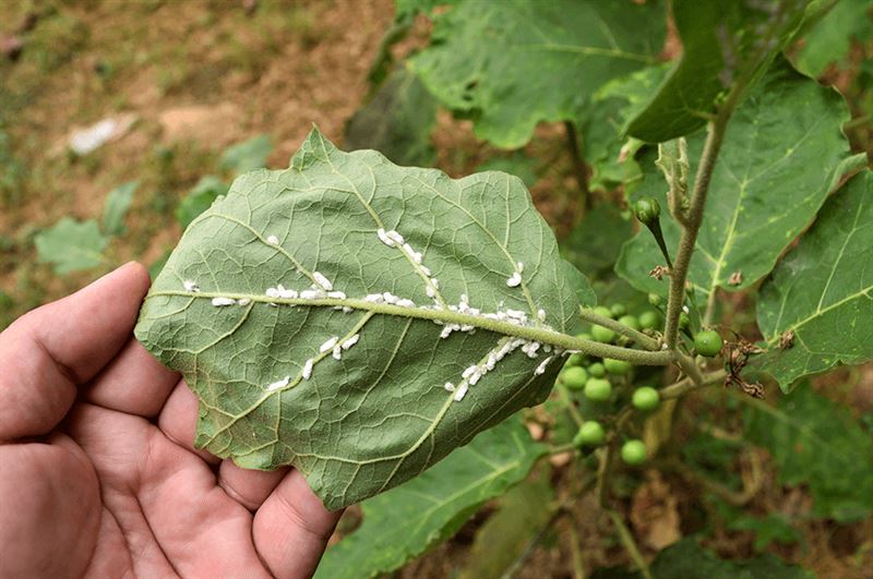 kaw valley greenhouse body image pest hiding spots person examining leaf.png