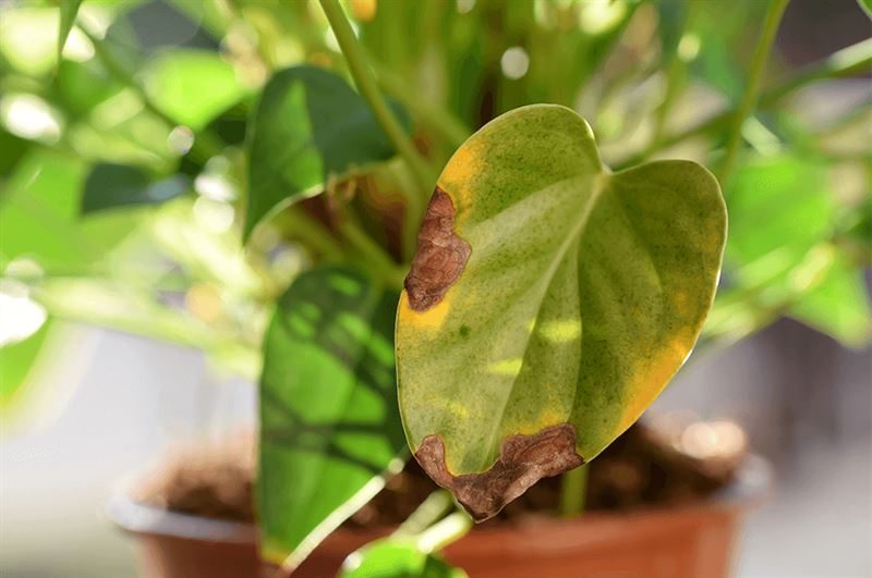kaw valley greenhouse body image pest hiding spots wilting houseplant leaf.png
