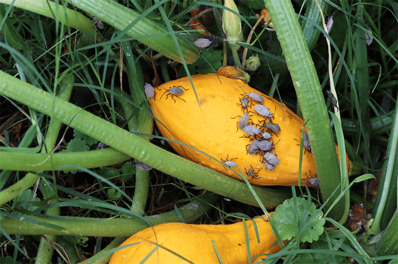 How to Prevent and Control Squash Bugs Blog